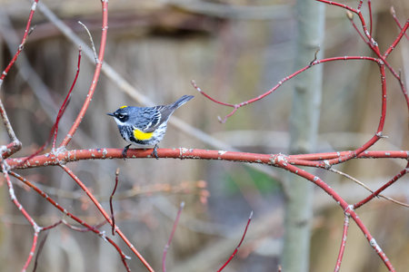 Yellow-rumped Warbler (Dendroica coronata) perched on a branch in a forest in spring, Quebec, Canada.