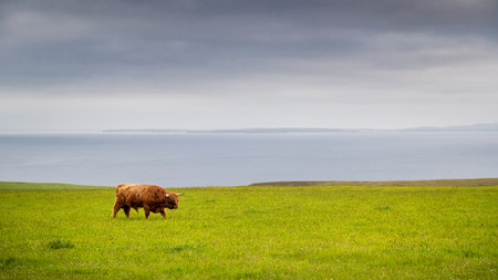 Scottish bull grazing on a green meadow with the sea in the backgroundの写真素材