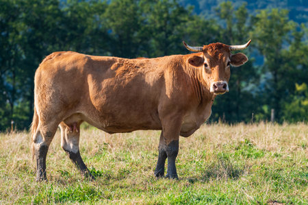 Portrait of a brown cow on a green meadow in summer, looking at the cameraの写真素材