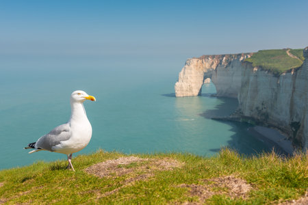 Seagull standing on the cliff at Etretat, Normandy, Franceの写真素材