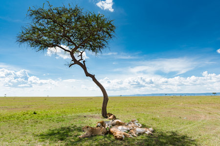 Pride of lions resting under a tree in Serengeti National Park, Tanzaniaの写真素材