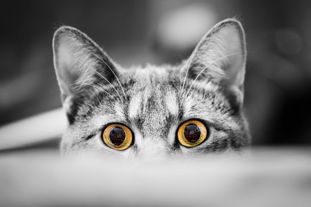 Close up of a cat looking at the camera, black and white (and selective yellow)の写真素材