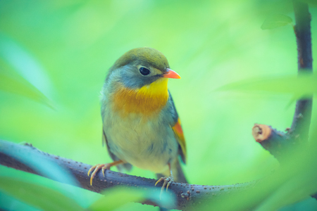 Red robin in beautiful light on a branch with green backgroundの写真素材