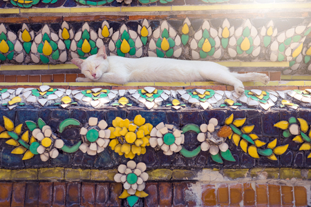 Cat sleeping on Pagoda in Wat pho Buddhist temple in Thailandの写真素材