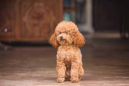 cute toy poodle standing inside house and looking outsideの写真素材