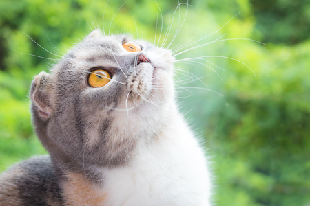 Close-up of little cat Scottish Fold kitten with green natural background .の写真素材