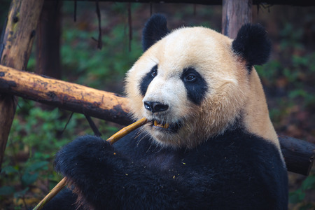 One adult giant panda eating a bamboo stick in close up portrait during dayの写真素材