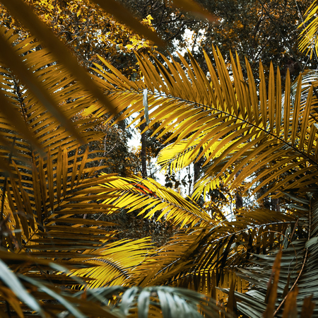 Tropical leaves background . Nature summer concept . Tropical island natural backdropの写真素材