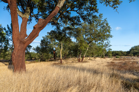 Exploitation of cork oaks in the south of Portugalの写真素材