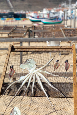 Octopus and sardines drying in the sun on the beach of Nazare in Portugalの写真素材
