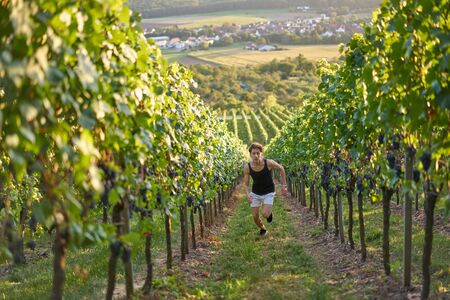 Dynamic man in shorts running up through grapevines in Germany.の写真素材