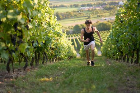 Dynamic man in shorts running up through grapevines in Germany.の写真素材