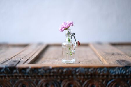 Summer flower in small bottle on rustic shabby furniture in front of white wallの写真素材