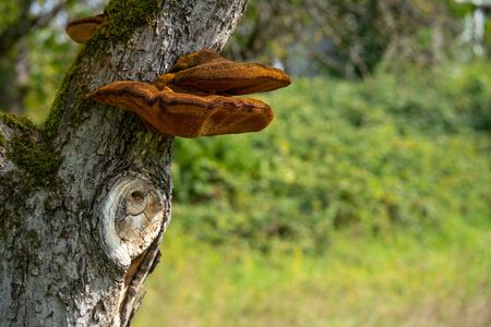 Close up of a tree with old bark and moss and special tree mushroom in green natureの写真素材