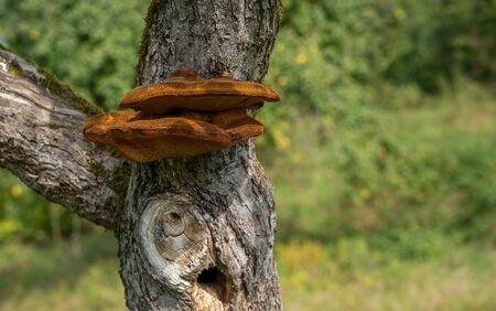 Close up of a tree with old bark and moss and special tree mushroom in green natureの写真素材