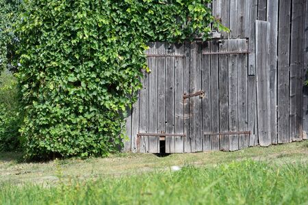 Detail of idyllic old shelter door with rusty padlock in beautiful greeneryの写真素材