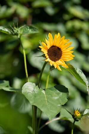 Close up of a sunflower with greenery of a garden in the backgroundの写真素材