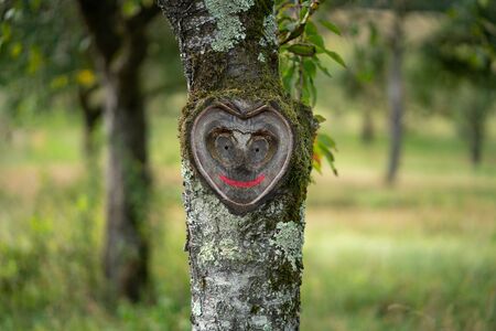 Beautiful natural heart in old tree bark with moss and leaves in green natureの写真素材