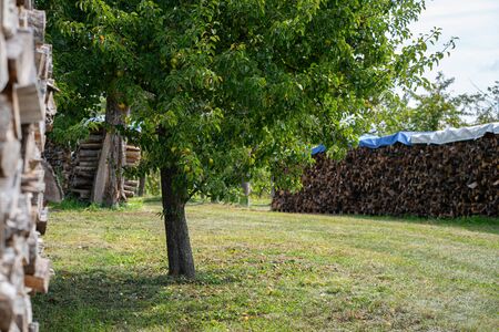 Stacks of wood in nature with meadow and fruit trees in sunny lightの写真素材