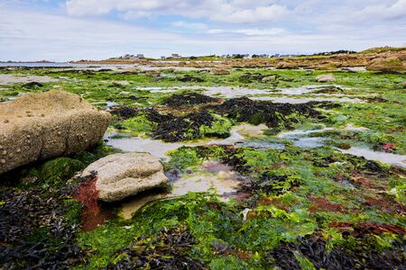 Seaweed at low tide, small village in the background, sunny lightの写真素材