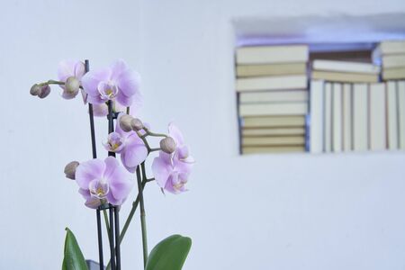 Closeup of orchid blossoms with an unsharp background of books in a wall in a modern country house, interieurの写真素材
