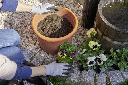 Closeup of a woman planting flowers violas in her sunny backyard in a plant pot with flowerpot earth kneeling next to pebblesの写真素材