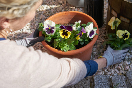 Woman with blond hair planting flowers violas in her sunny backyard into a plant pot kneeling next...