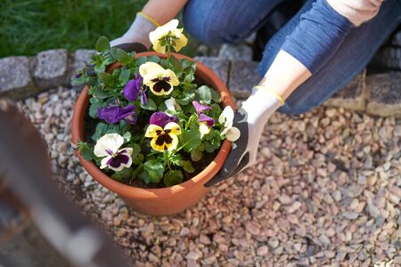 Woman planting flowers violas in her sunny backyard in a plant pot with flowerpot earth kneeling next to pebbles and wearing gardening gloves closeup from a higher angleの写真素材