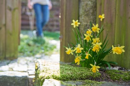 Closeup of a group of yellow narcissus in moss in front of a wooden fence, a woman walking on a garden path in the unsharp backgroundの写真素材