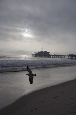 Particularly beautiful shadowy mood at the pier of Santa Monica, sun shining through the cloudy sky and seabird flying over near the photographer, a shadow on the sand at the beach, foaming sprayの写真素材