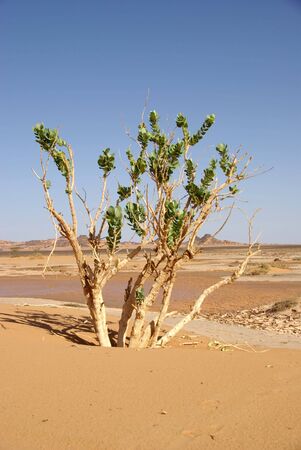 Tree in the desert, Libyaの写真素材