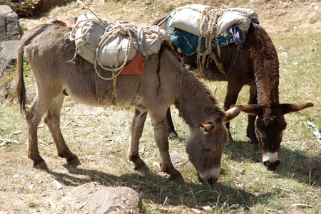 Donkeys in Ethiopiaの写真素材