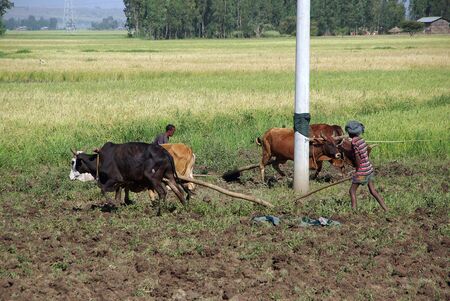Rural scene in Ethiopiaの写真素材