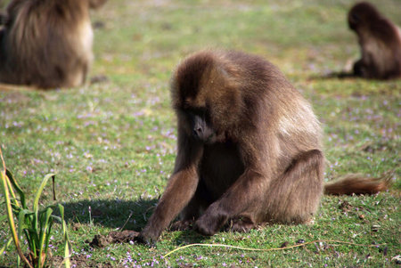 Baboon, Ethiopia