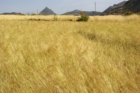 Field in Ethiopiaの写真素材