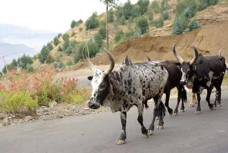 Cows in Ethiopiaの写真素材