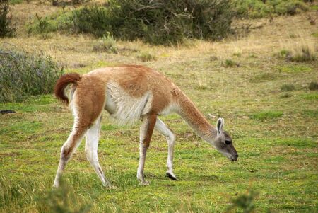 Guanaco in Chileの写真素材