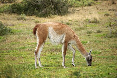 Guanaco in Chileの写真素材