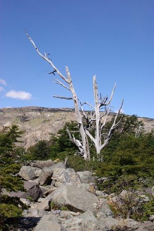 Dead tree, Patagoniaの写真素材
