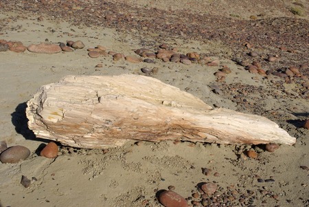 Petrified wood in Patagoniaの写真素材
