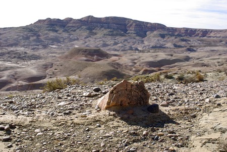 Petrified forest in Patagoniaの写真素材