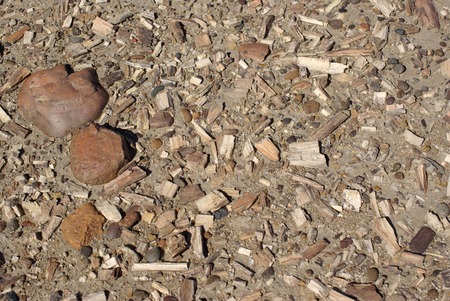 Petrified wood in Patagoniaの写真素材