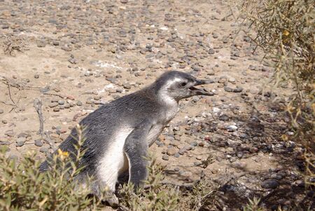 Magellanic penguin in Patagoniaの写真素材