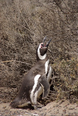Magellanic penguin in Patagoniaの写真素材