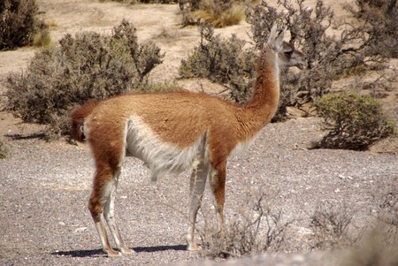 Guanaco in Patagoniaの写真素材