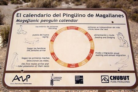 Calendar of Magellanic penguin in Patagoniaのeditorial素材