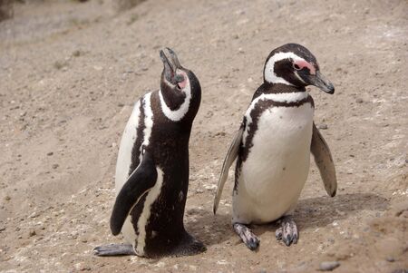 Magellanic penguins in Patagoniaの写真素材