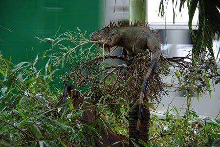 Iguana in Costa Ricaの写真素材