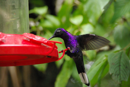 Hummingbird in Costa Ricaの写真素材