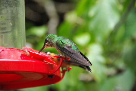 Hummingbird in Costa Ricaの写真素材